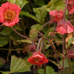 GEUM rivale 'Leonard's Variety'