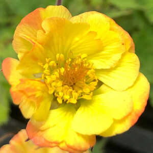 GEUM 'Tequila Sunrise'