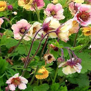 GEUM 'Tempo Yellow'