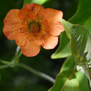 GEUM 'Totally Tangerine'®