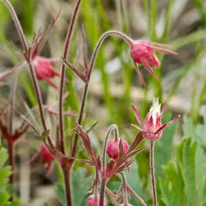 GEUM triflorum