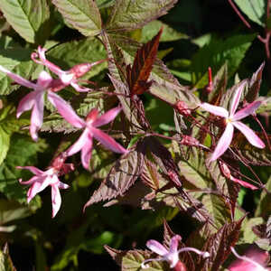 GILLENIA trifoliata 'Pink Profusion'