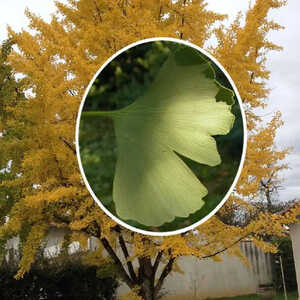 GINKGO biloba 'Autumn Gold'