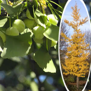 GINKGO biloba 'Princeton Sentry'