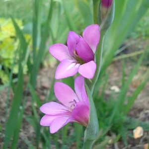 GLADIOLUS communis ssp. byzantinus (lot de 10)