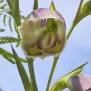 GLADIOLUS papilio