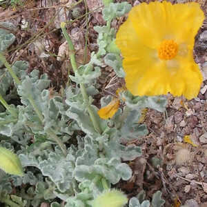 GLAUCIUM flavum