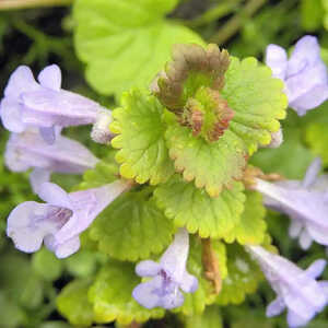 GLECHOMA hederacea