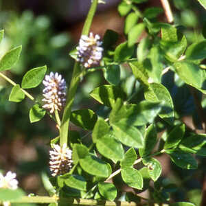 GLYCYRRHIZA glabra