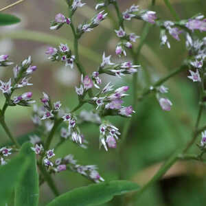 GONIOLIMON tataricum