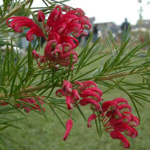 GREVILLEA juniperina