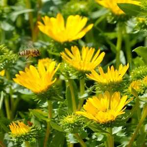 GRINDELIA robusta