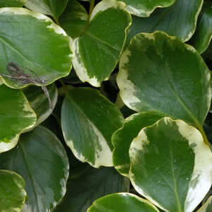 GRISELINIA littoralis 'Variegata'