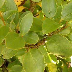 GRISELINIA littoralis