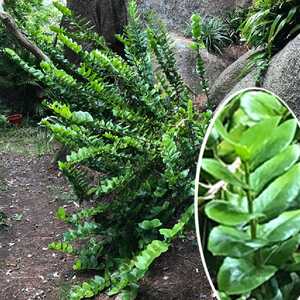 GRISELINIA ruscifolia