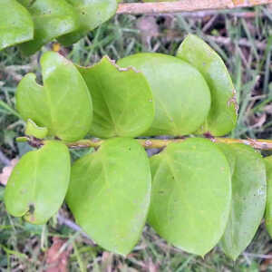 GRISELINIA scandens