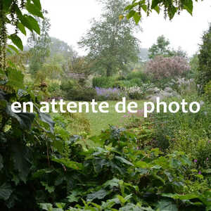 GUNNERA tinctoria