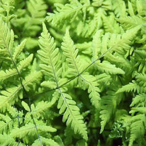 GYMNOCARPIUM dryopteris 'Plumosum' (CURRANIA)