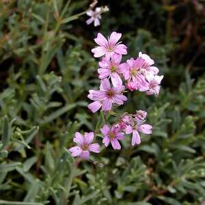 GYPSOPHILA repens 'Rosa Schönheit'