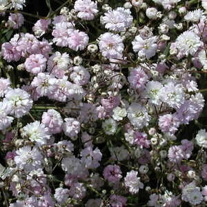 GYPSOPHILA 'Rosenschleier'