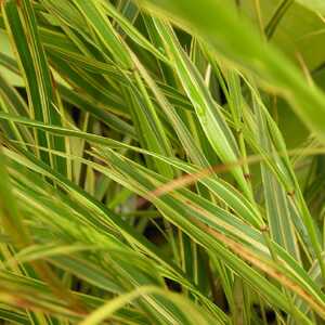 HAKONECHLOA macra 'Alboaurea'