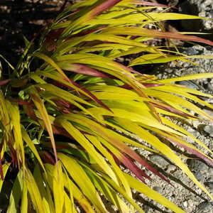HAKONECHLOA macra 'Sunflare' ®