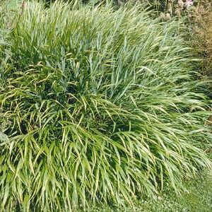 HAKONECHLOA macra