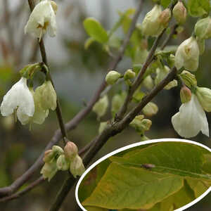 HALESIA carolina