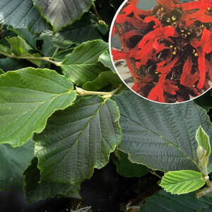 HAMAMELIS x intermedia 'Diane'