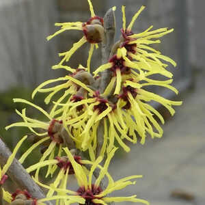 HAMAMELIS x intermedia 'Primavera'