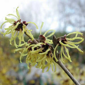 HAMAMELIS mollis 'Pallida'