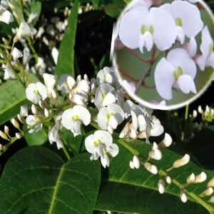 HARDENBERGIA violacea 'Alba'