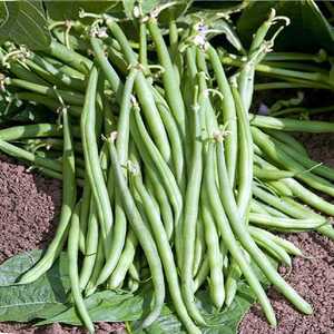 HARICOT Cobra