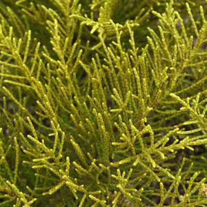 HEBE ochracea