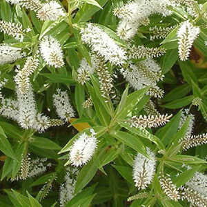 HEBE salicifolia