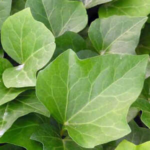 HEDERA algeriensis 'Bellecour'®