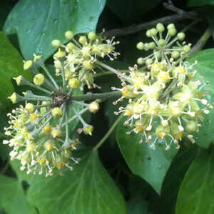 HEDERA colchica 'Arborescens'