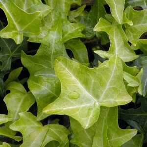 HEDERA helix 'Aurea'