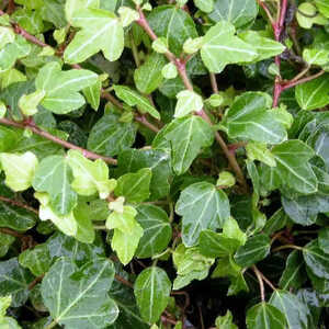 HEDERA helix 'Duckfoot'