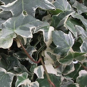 HEDERA helix 'Glacier'