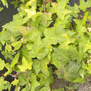 HEDERA helix 'Goldstern'