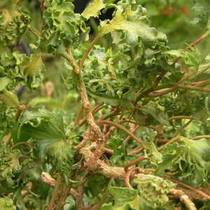 HEDERA helix 'Parsley Crested'