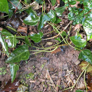 HEDERA nepalensis