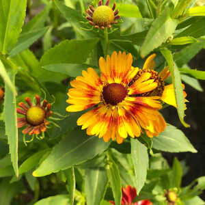 HELENIUM  autumnale 'Helena Red Shades'