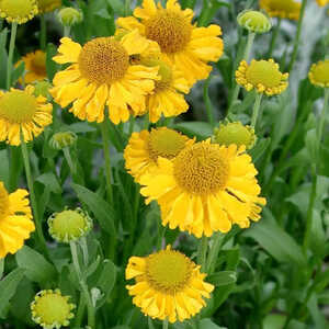 HELENIUM autumnale 'Pumilum Magnificum'