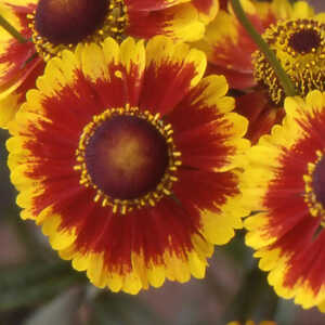 HELENIUM 'Biedermeier'