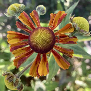 HELENIUM 'Flamenco'