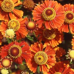 HELENIUM 'Goldlackzwerg'