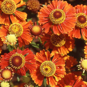 HELENIUM 'Goldlackzwerg'