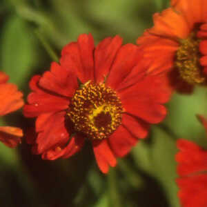 HELENIUM 'Indianersommer'